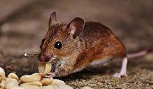 24 Hour & Emergency Exterminators in Cochiti Pueblo, NM